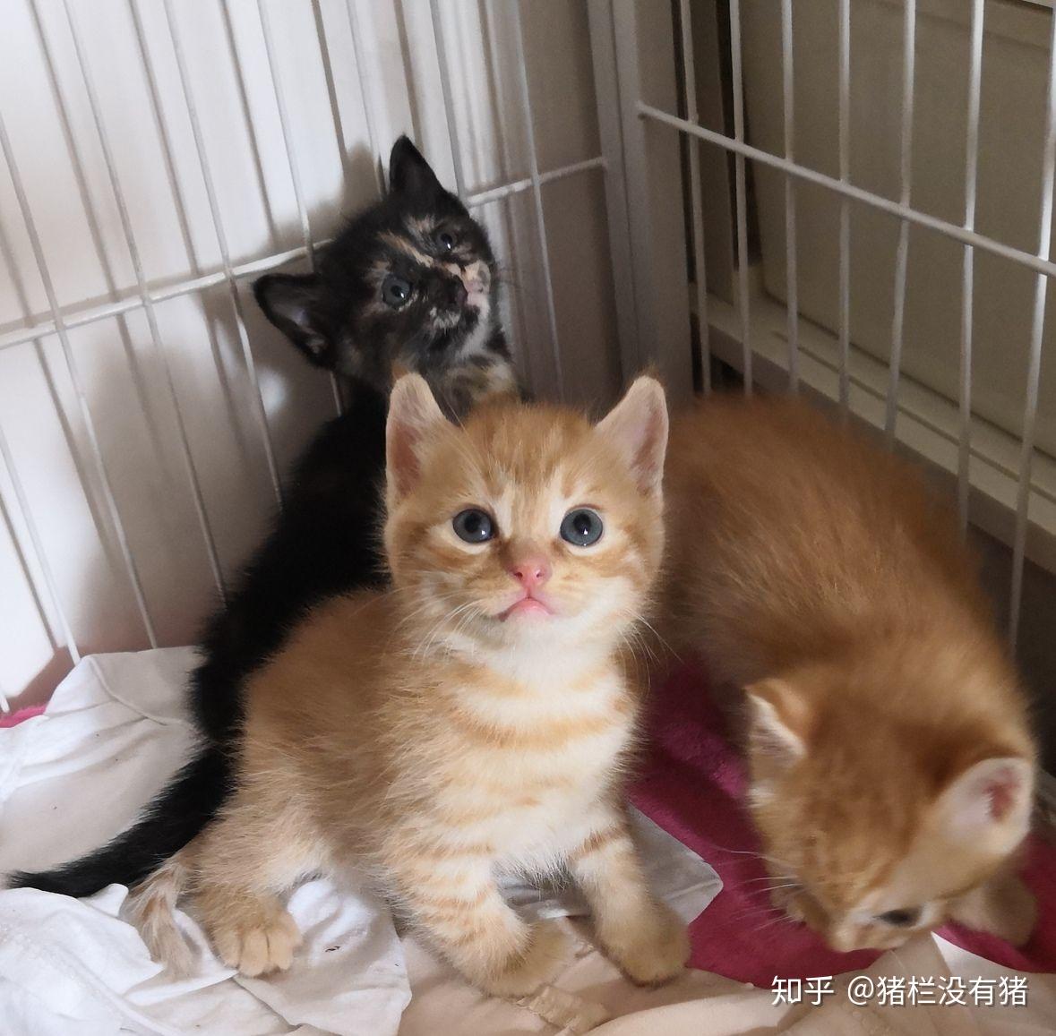蓝猫和橘猫可以杂交吗如果可以的话有实际案例吗