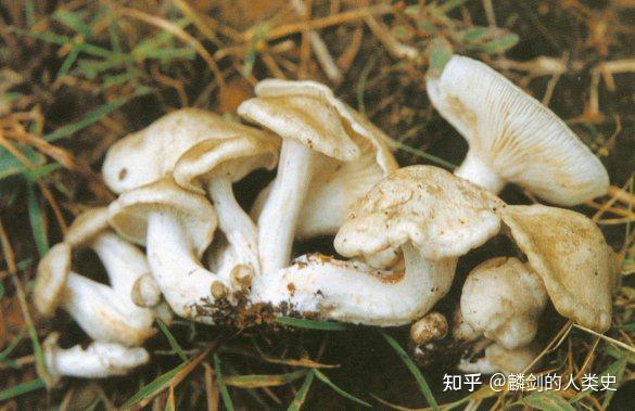 【地球生物全系列——从单细胞到人类】伞菌目—离褶伞科 - 知乎