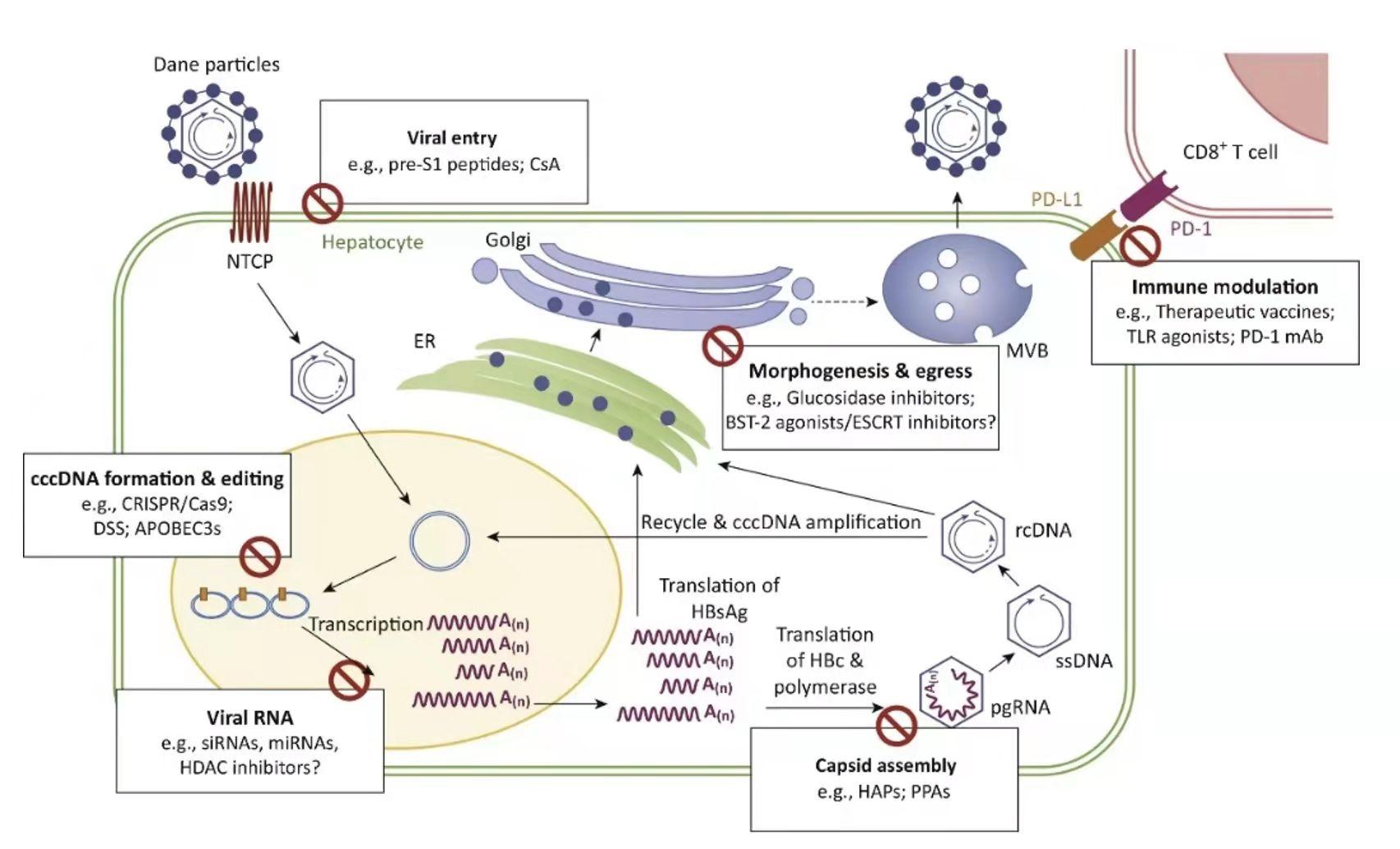 具有抗病毒效应的细胞如树突状细胞,kupffer细胞或nk细胞的功能受损