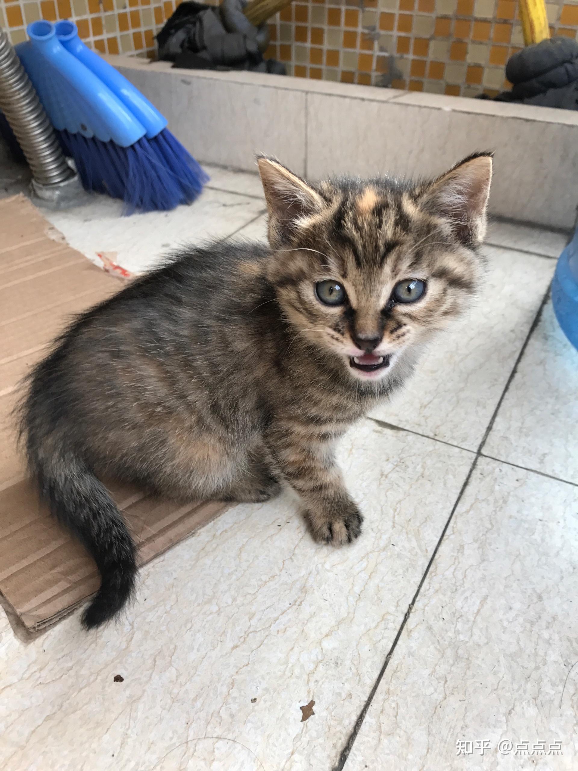 狸花猫的颜值能有多高啊