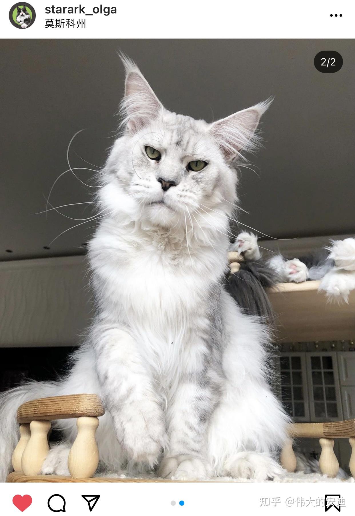 缅因猫什么颜色的最贵