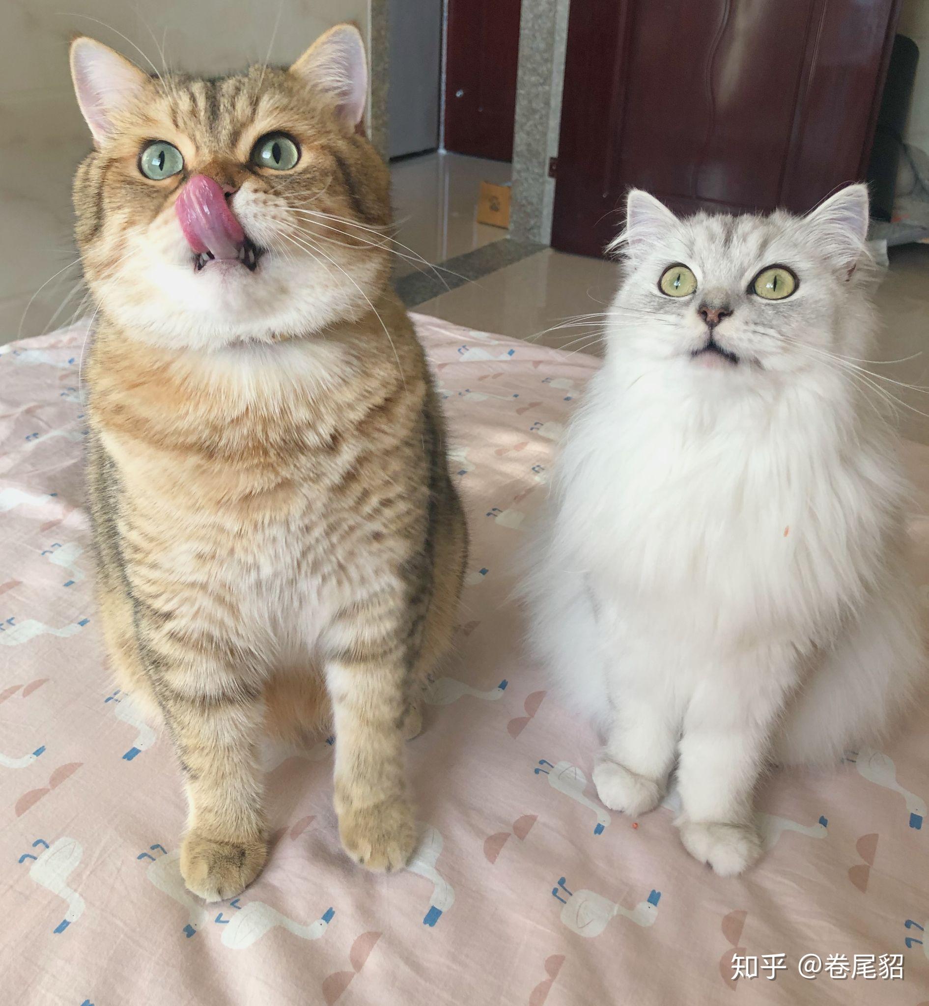 金渐层和银渐层生的小宝贝长大会是什么样子