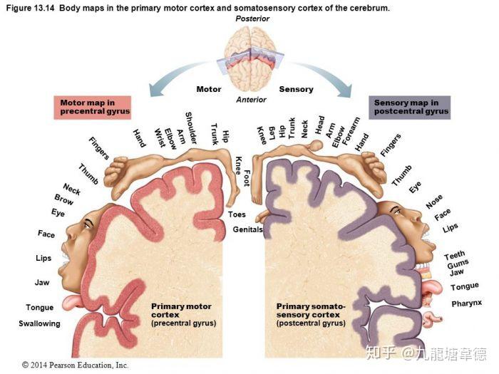 摧毁运动员生涯的大魔王yips究竟是何方疾病