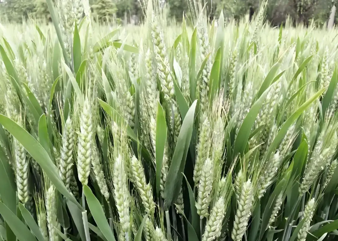 4月小麦抽穗扬花期发黄?别再乱浇水施肥,分清这2种情况,不花冤枉钱 - 知乎