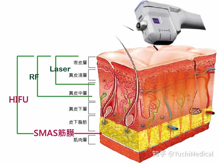 1. 皮膚解剖學-皮膚的層次