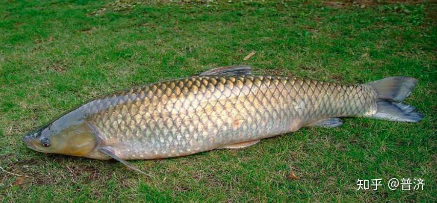 鱼多少天换水合适 v2-727d853d07d7f650a4f50c3e1e019ebc_r.jpg