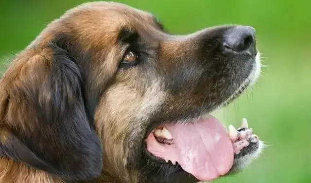 每日一宠兰波格犬