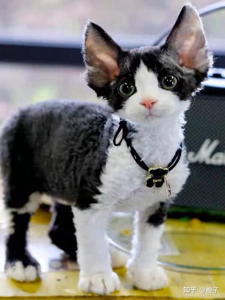 尊贵的“猫中精灵”—德文卷毛猫!~科普 - 知乎