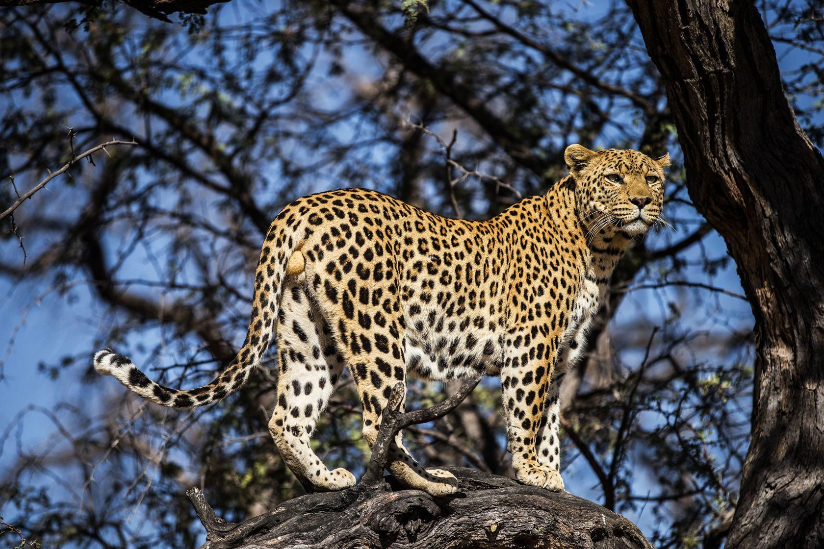 如何简单区分老虎狮子美洲狮美洲虎美洲豹猎豹金钱豹