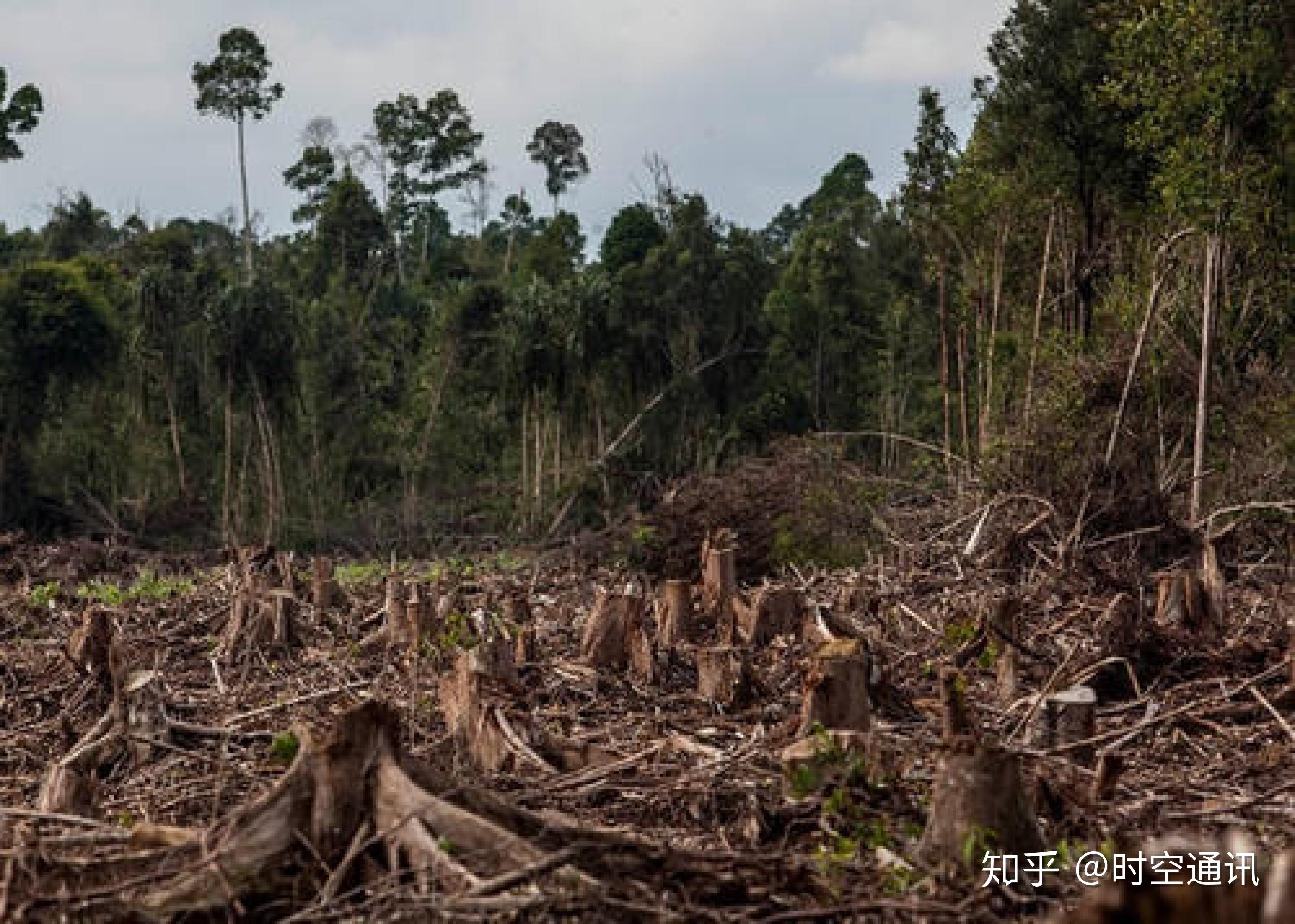 亚马逊热带雨林破坏图片