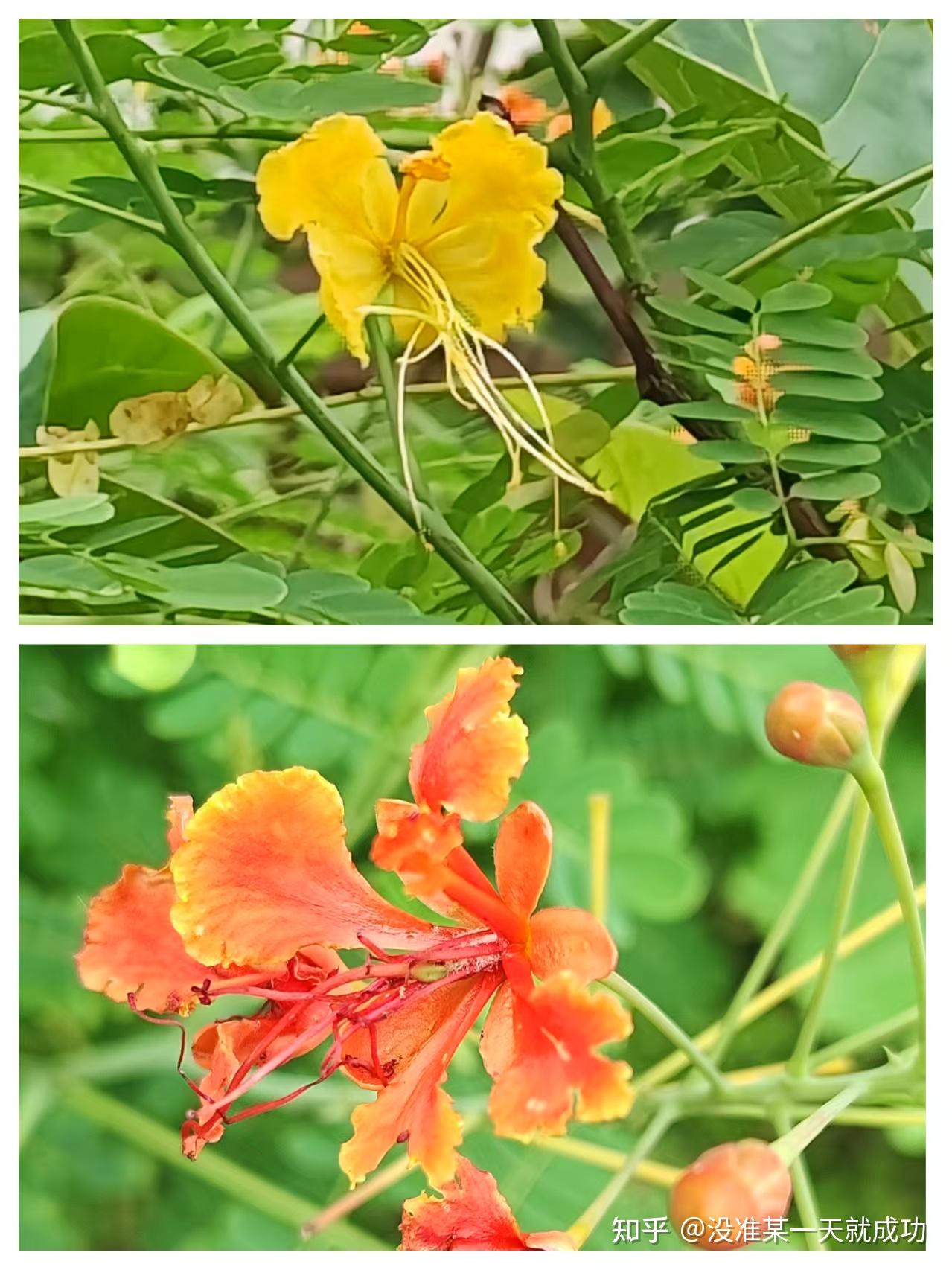 洋金凤（Caesalpinia pulcherrima (L.) Sw.） - 知乎