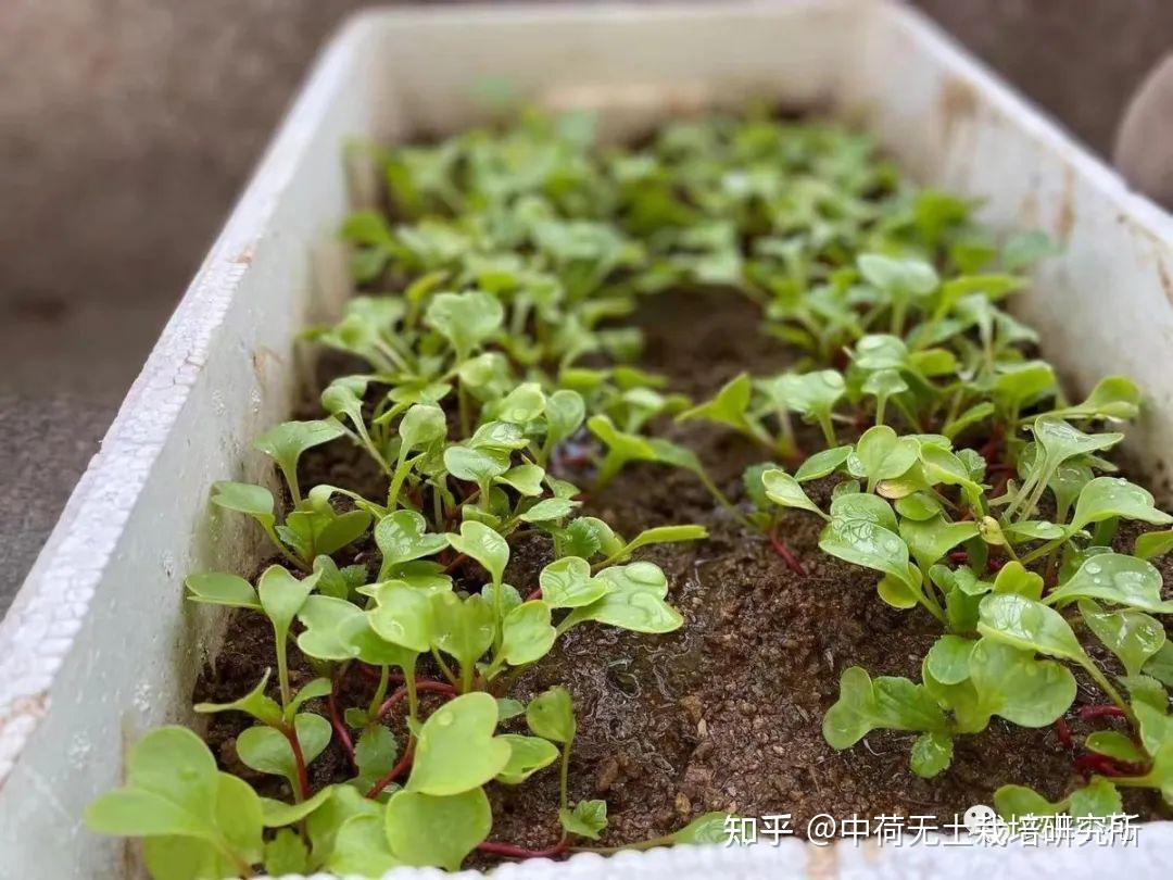 无土栽培萝卜芽:美味可口,营养丰富