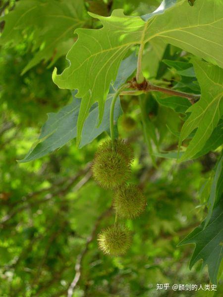 植物界全系列山龙眼目悬铃木科