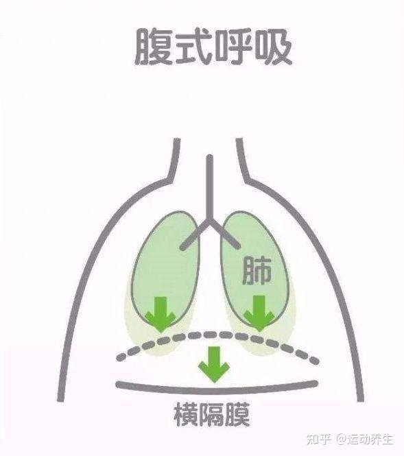 逆腹式呼吸能促进腹肌与横隔膜等组织参与运动,从而带动脏腑运动.