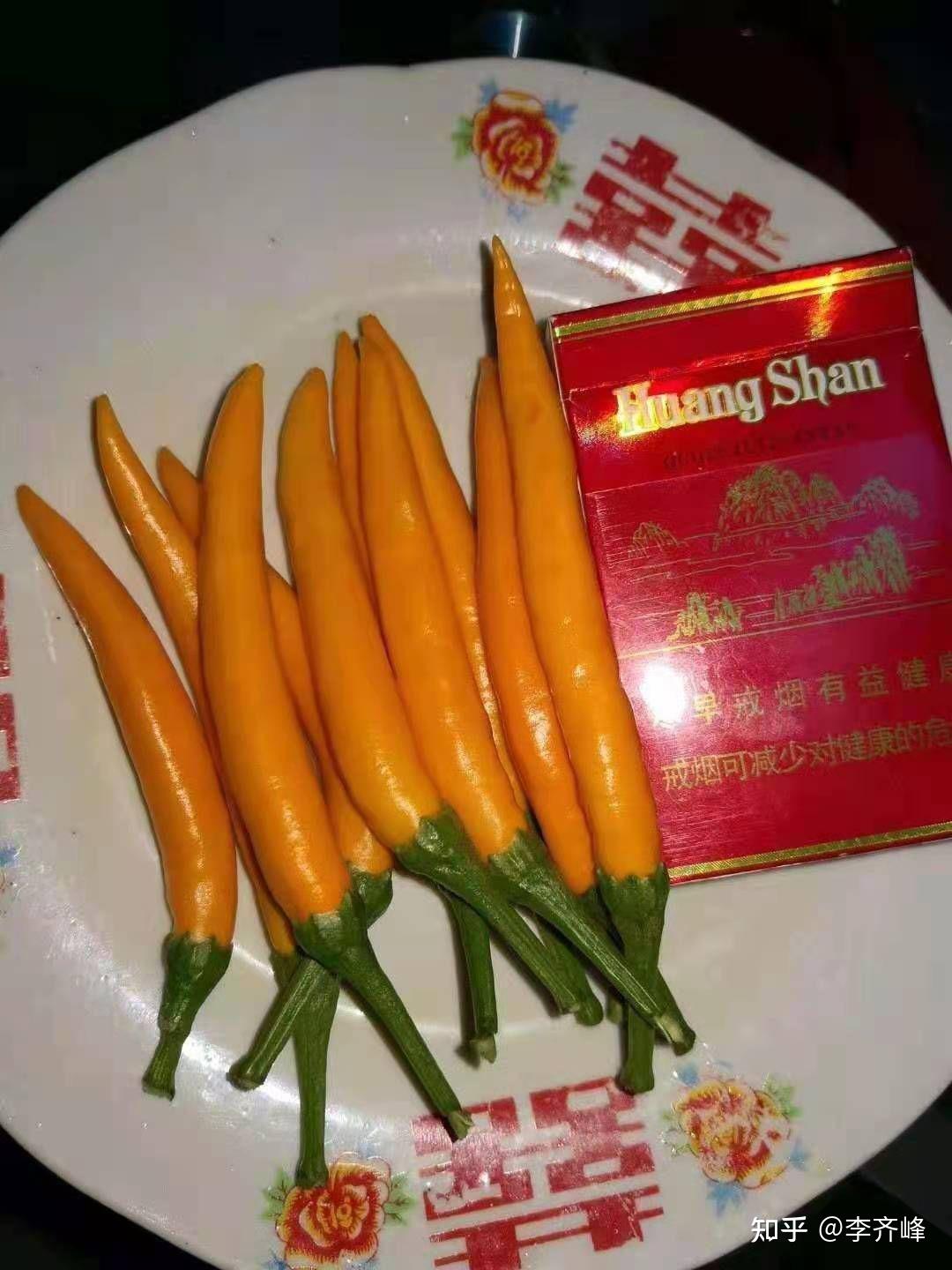 早熟单生橘黄色朝天椒——聚源黄椒