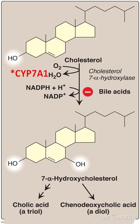 注意cholesterol 7a-hydroxylase那个反应上的"nadph h →nadp".