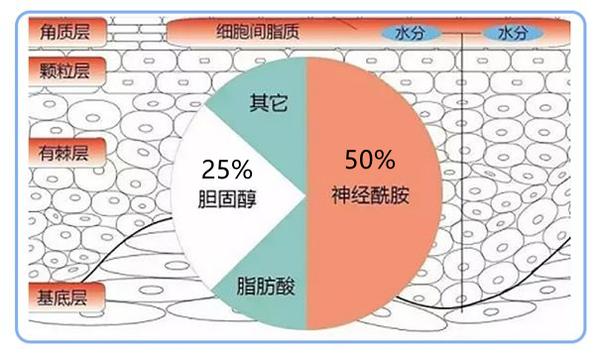 Xdg神经酰胺补水修护次抛精华上新 皮肤 外油内干 还老爱长痘 怎么破 知乎