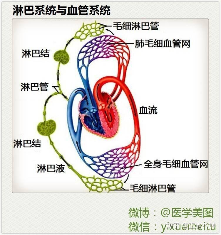 淋巴循环路径图图片