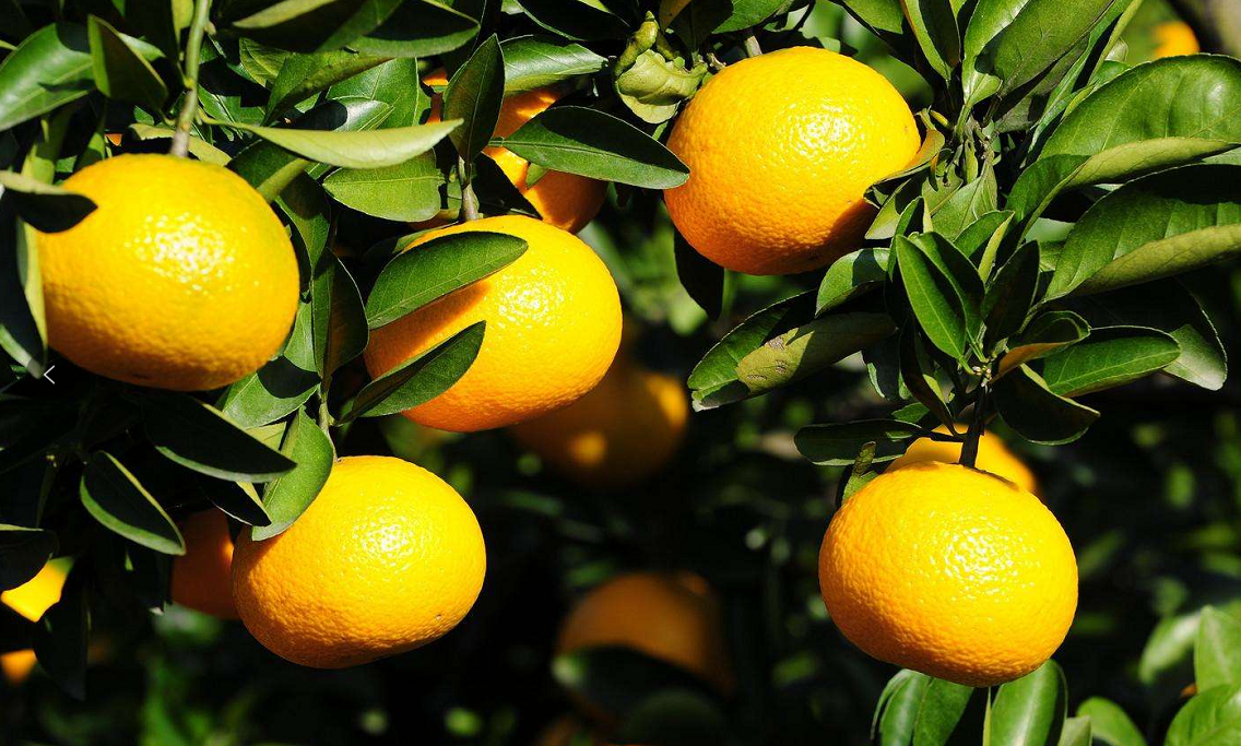 桔柚良种——黄金桔柚