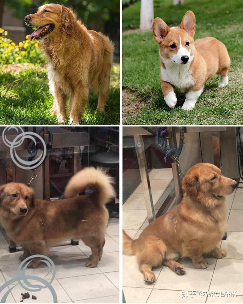 济斯犬拉布拉多vs罗威纳拉布拉多vs阿拉斯加柯基vs博美随着大熊一天天