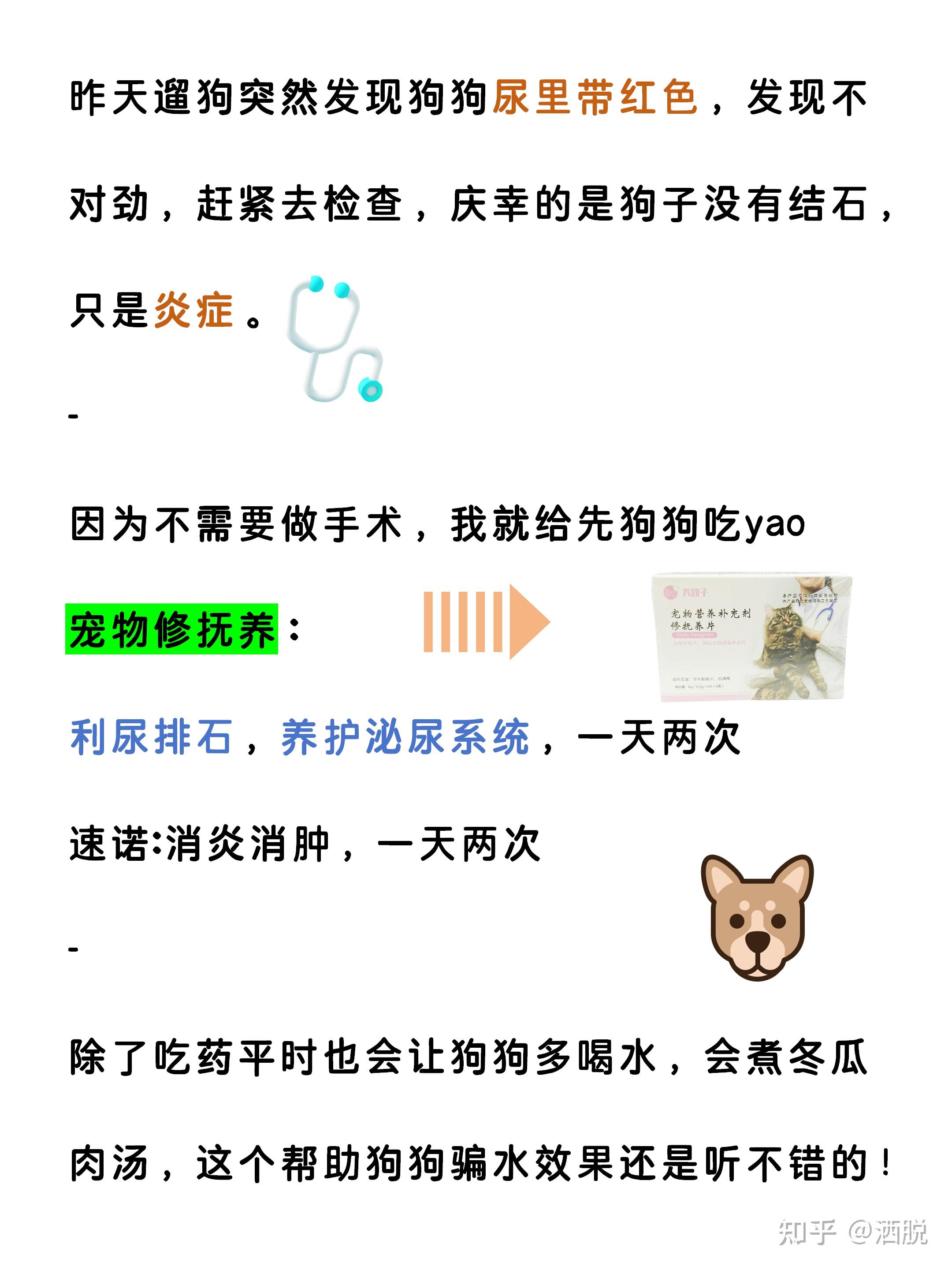 狗狗尿血警示录!主要原因与应对