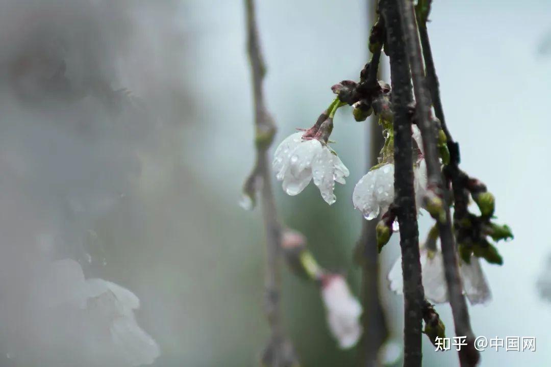 雨水春雨初霽風光淡又濃