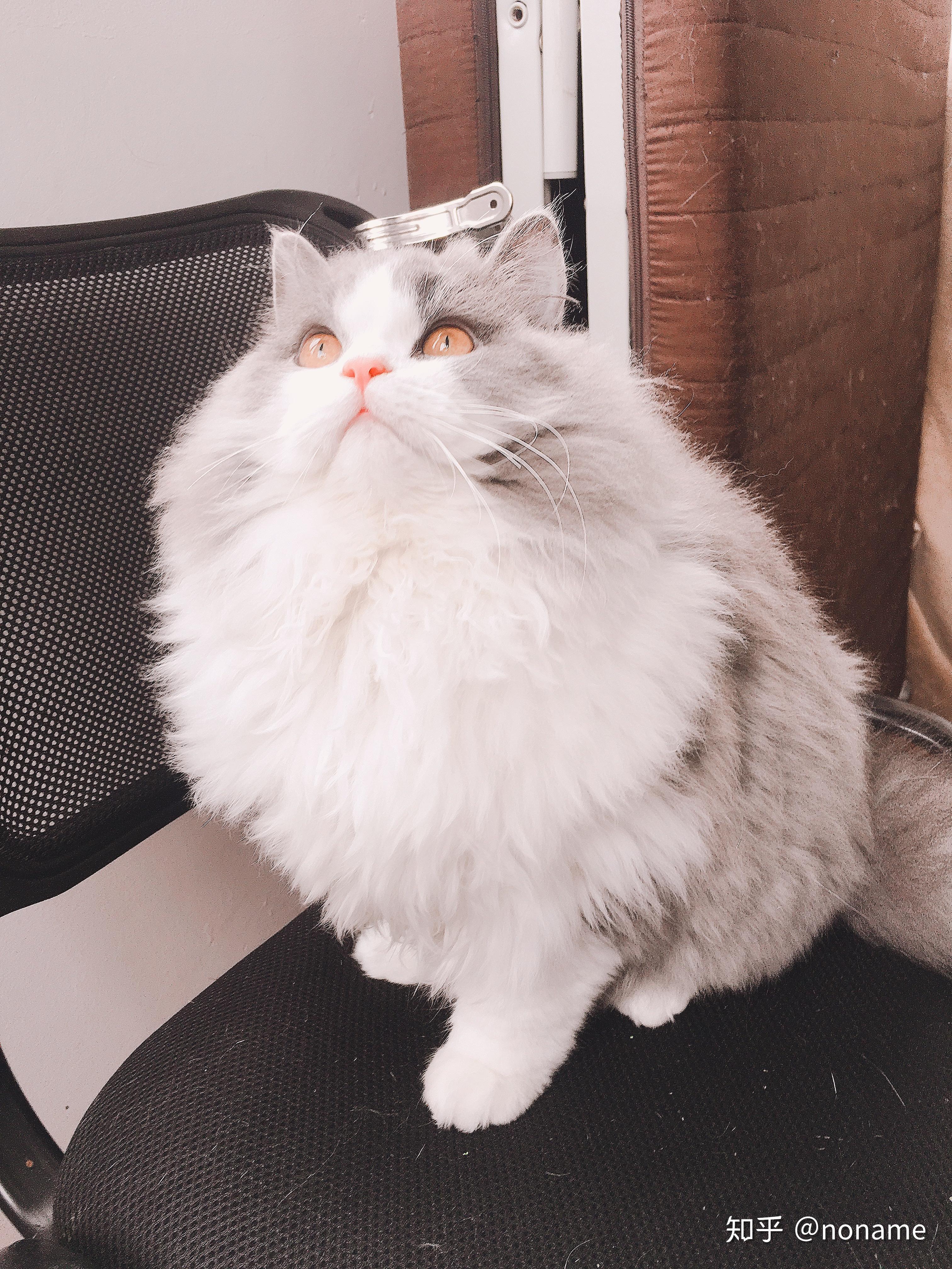 养高地猫是什么样的体验? - 知乎