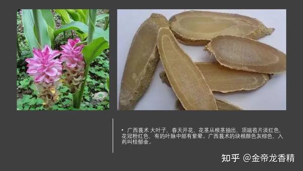 香精与香料(97)—郁金 - 知乎