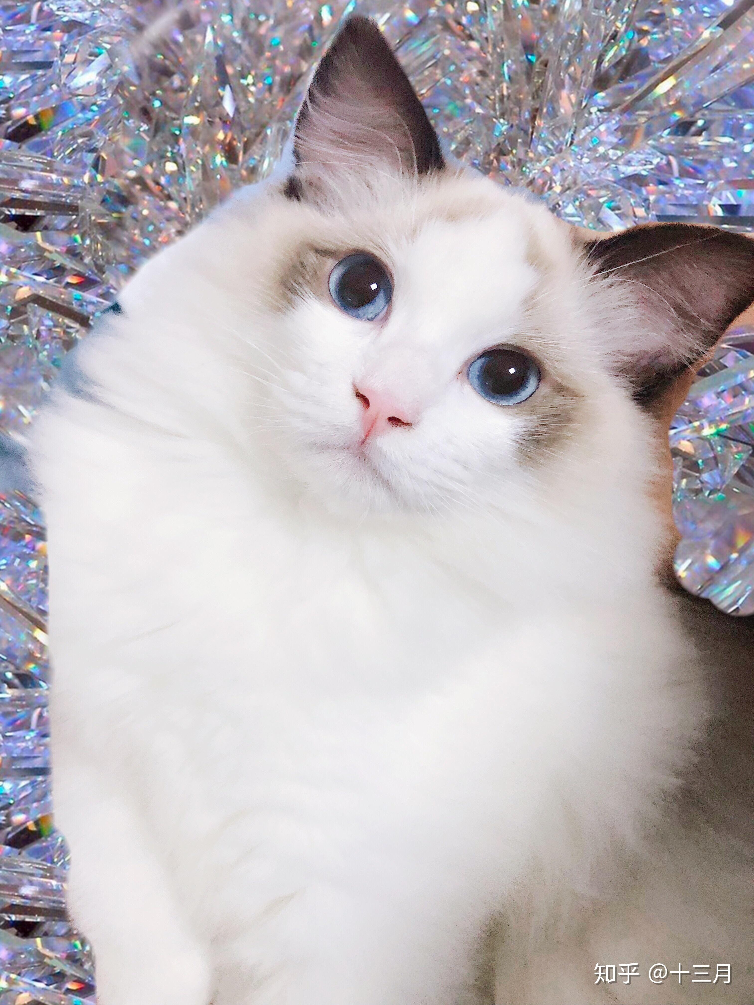 拥有一只高颜值的猫是怎样的体验