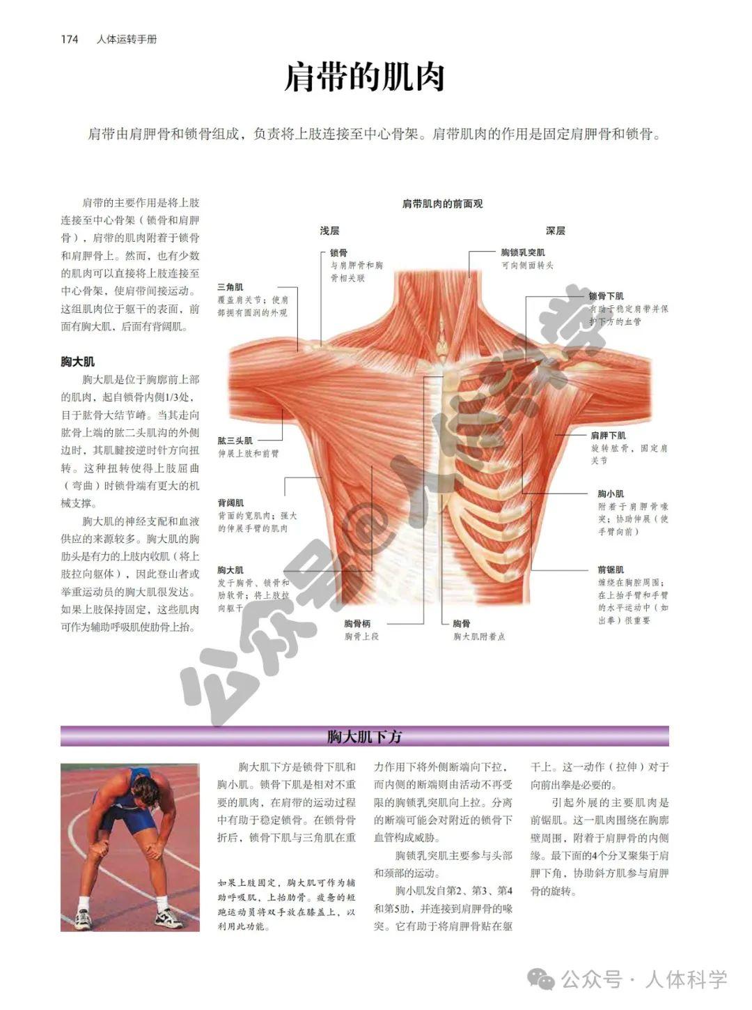 【人体科普】肩背部、胸腹部肌肉骨骼结构解剖图谱 - 知乎