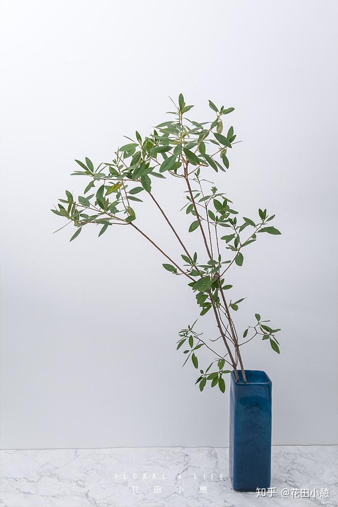 京城秋季叶材图鉴