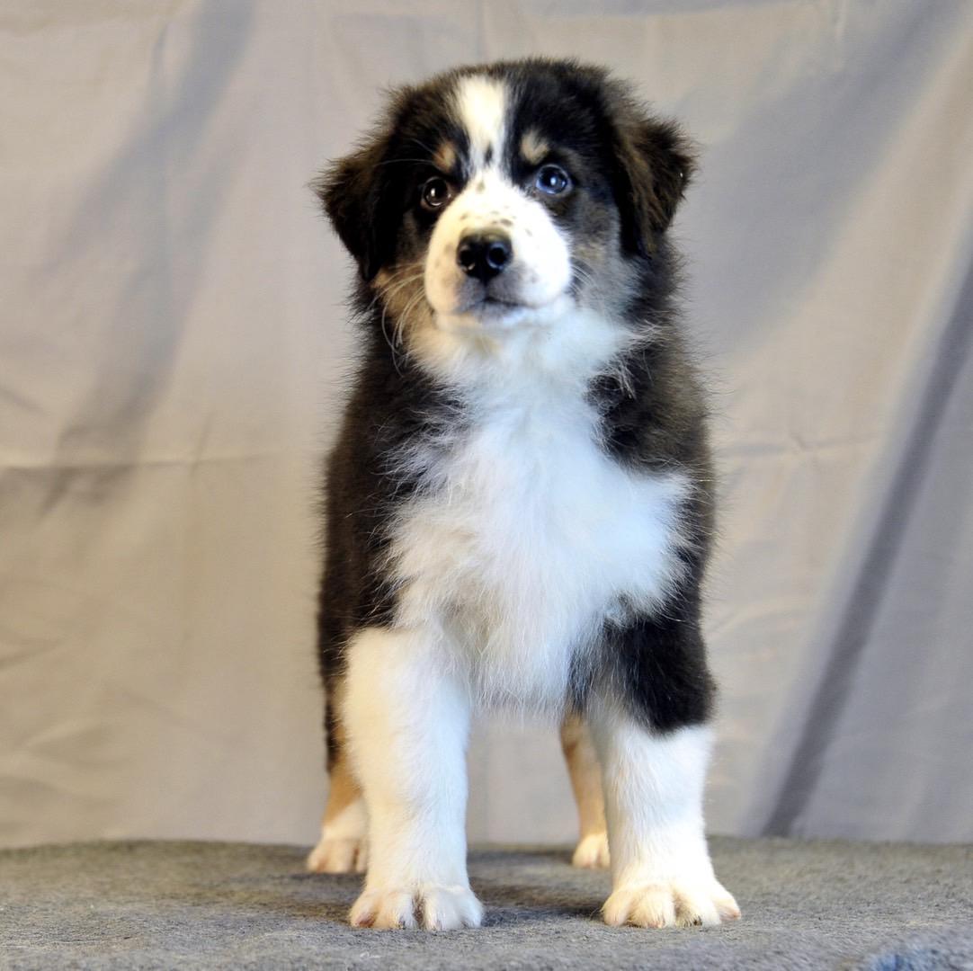 带你认识澳洲牧羊犬