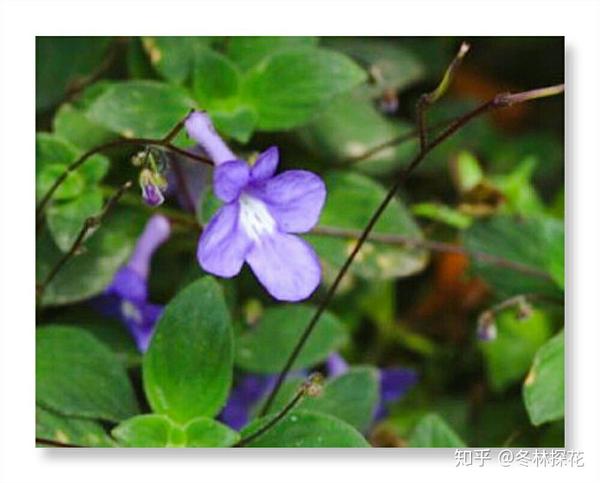 5月24日的生辰花 海豚花 知乎