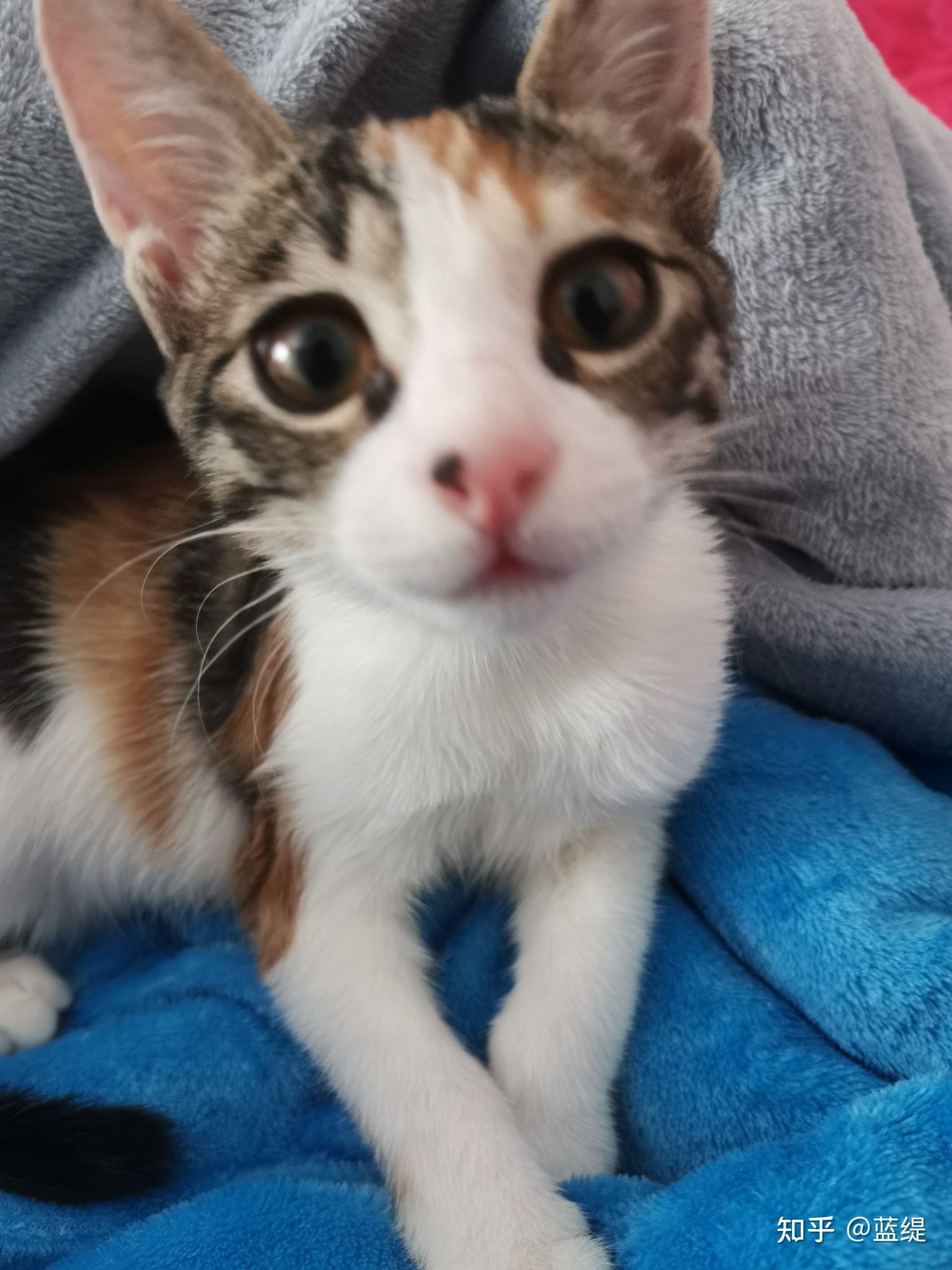 土猫田园猫真的没品种猫好看吗