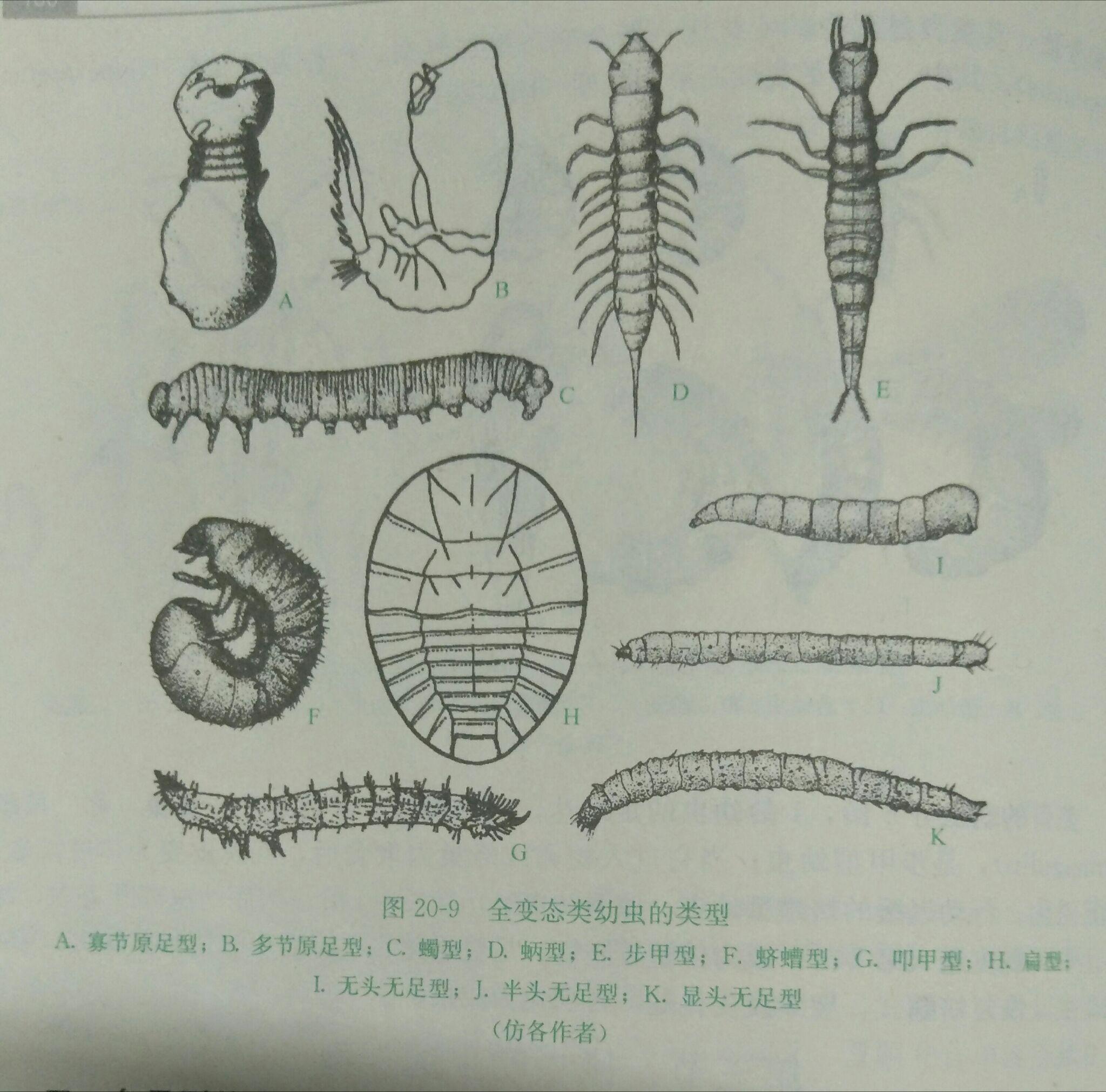 蛃型幼虫和蠋型幼虫的特征分别是什么?有哪些代表动物?