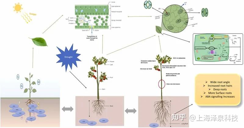 功能表型分析:洞察植物对干旱胁迫的动态响应 - 知乎