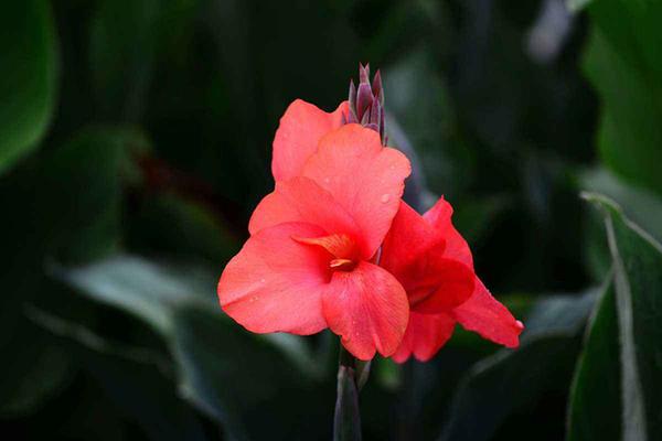 美人蕉什么时候开花 美人蕉是在每年的3 12月 知乎