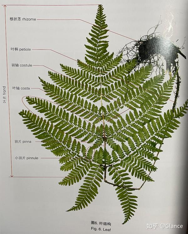 古植物分类学基础:蕨型叶 - 知乎