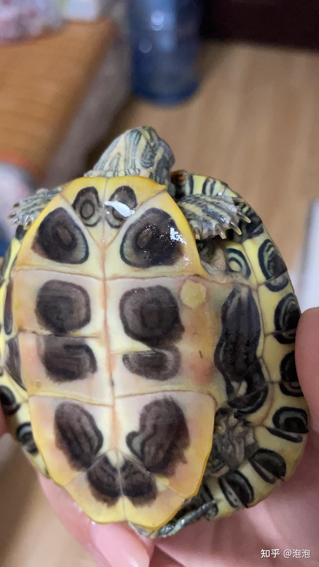 巴西龟龟壳边缘发黄图片
