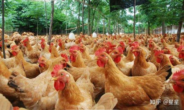 简单饲养家禽 家禽的饲养管理