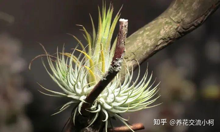 好养的小众植物,空气凤梨室内养护指南,从开花到繁殖 - 知乎