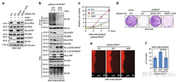 【精品解读】黑色素瘤细胞中ITCH/BRAF/MEK/ERK通路，超多WB实验！ - 知乎