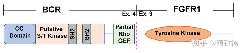 FGFR：信号通路与靶向药物 - 知乎