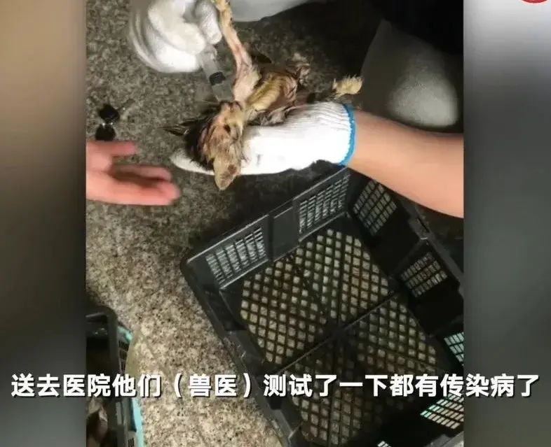 大快人心宠物盲盒涉事企业终被处罚
