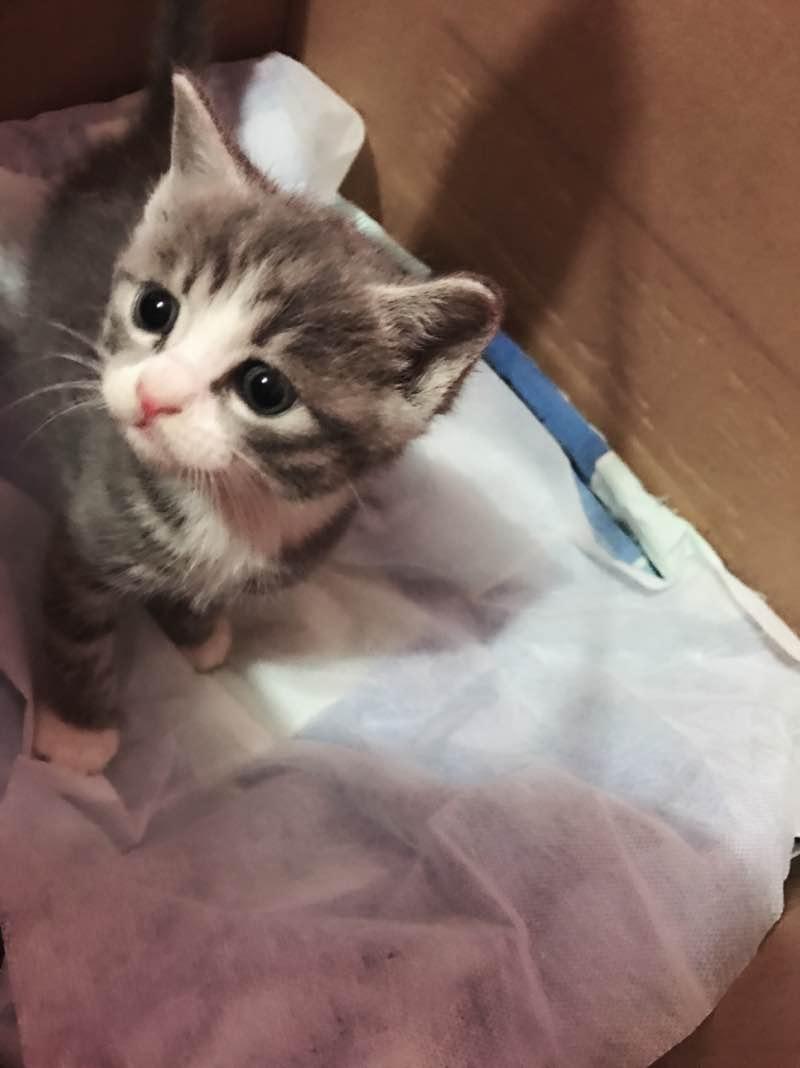 养田园猫就这么被人看不起吗?