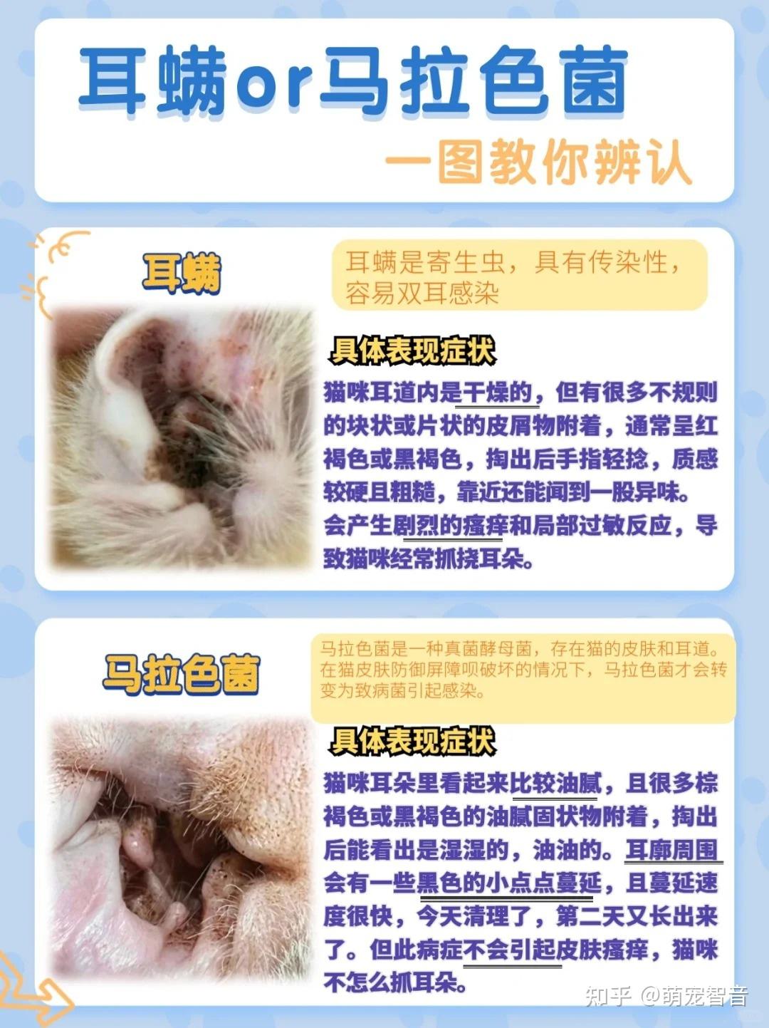 【猫咪耳螨和马拉色菌】别傻傻分不清!🐱🦠护理秘籍大公开 - 知乎