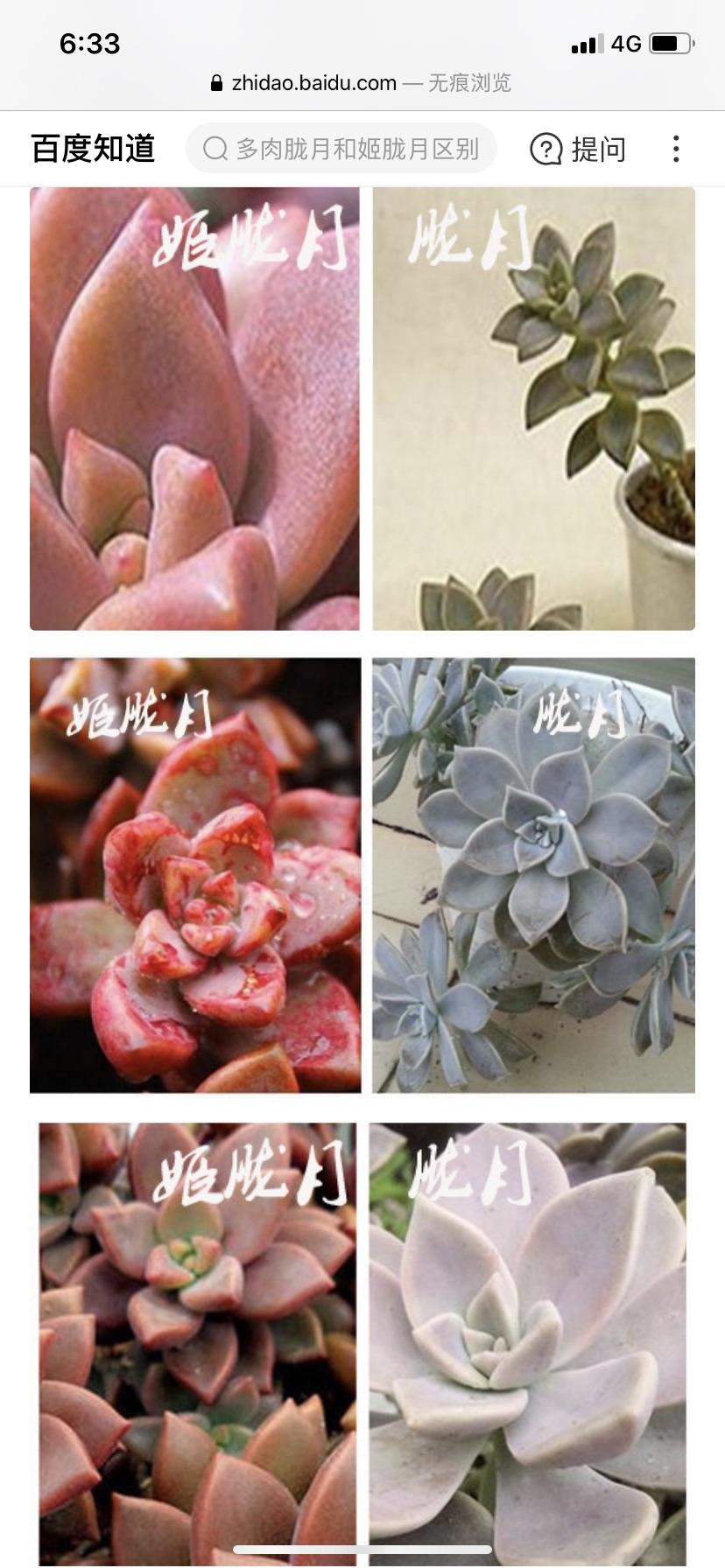 多肉胧月和多肉姬胧月的区别是什么求图片