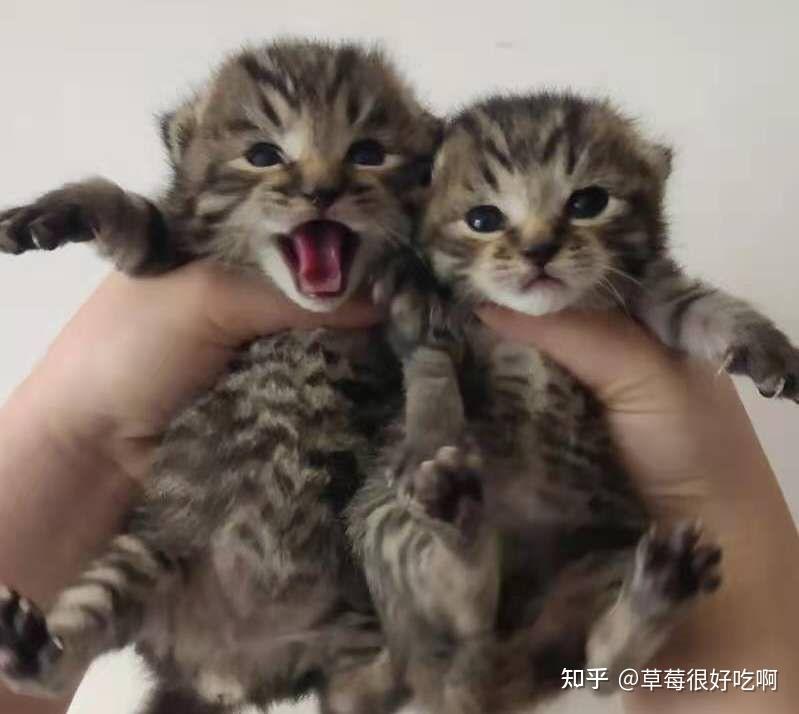 英短蓝猫和狸花猫配种会生出什么样的猫啊求上图