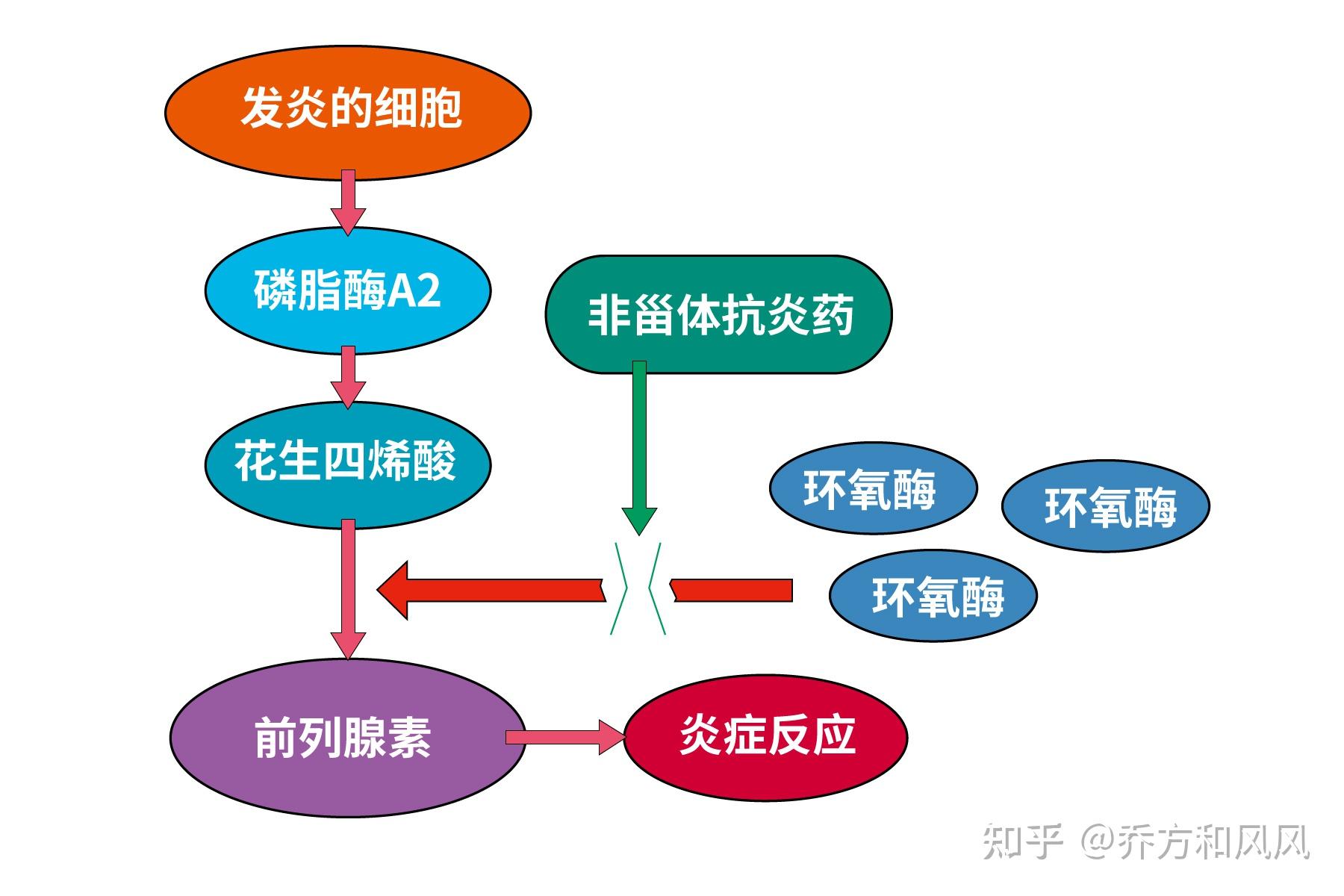 类风湿性关节炎机制图片