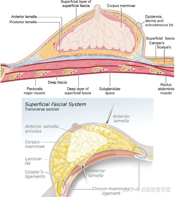 女性康复乳房周围的筋膜淋巴血管知多少附保健手法